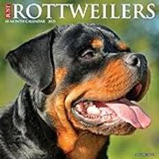 Rosso Calendari Willow Creek Press Rottweilers Just 2025 Wall Calendar