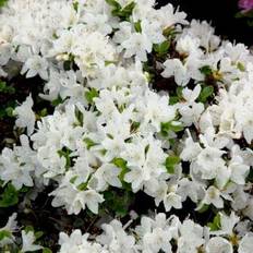 Japansk Azalea Kermesina Alba 20-40 cm