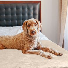 Petmaker 60 x 70 in Dog Blanket - Cream