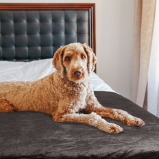 Petmaker 60 x 70 in Dog Blanket - Charcoal
