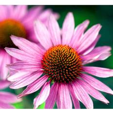 Echinacea Hybrid 'Little Magnus' Staude