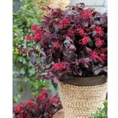 Ornamental Shrubs on sale Thompson & Morgan Loropetalum Ever Red 9cm Potted Plant x 2
