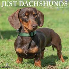 Office Supplies Willow Creek Press Just Dachshunds 2025 Wall Calendar 12" x 12"