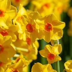 Thompson & Morgan Daffodil 50 Bulbs - One Size