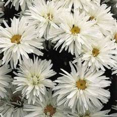 Perennials Thompson & Morgan Leucanthemum Crazy Daisy 6 Plug Plants