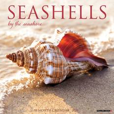 Office Supplies Willow Creek Press Seashells 2025 Wall Calendar 12" x 12"