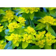 Euphorbia Polychroma Staude