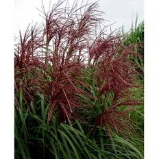 Prydbuske Miscanthus Sinensis 'Malepartus'