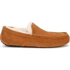 UGG Hombre Zapatos bajos UGG Ascot - Chestnut