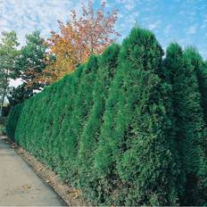 Omnia Garden Häck Thuja Smaragd 60-80 cm 10-Pack Chains