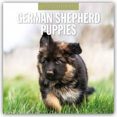 Red Calendars German Shepherd Puppies 16 Monatskalender 305 x 305 mm