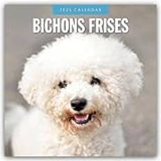 Bichon Frisé 2025 16-Monatskalender - Original Red Robin Publishing