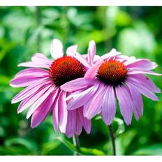 Echinacea Purpurea 'Prairie Splendor' Staude