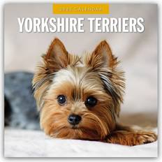 Yorkshire Terrier 2025 16 Monatskalender - Original Red Robin Publishing