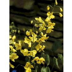 Bispehue Epimedium Perralchicum 'Frohnleiten' Staude