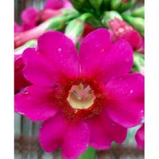 Primula Japonica 'Miller'S Crimson' Staude