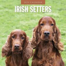 Irish Setter 2025 16 Monatskalender - Original Red Robin Publishing