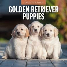 Gold Calendars Golden Retriever Puppies 2025 Square Wall Calendar