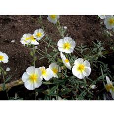 Helianthemum Hybrid 'The Bride' Staude