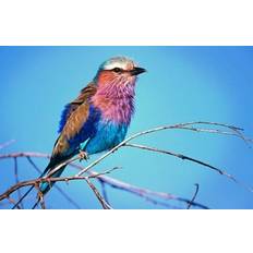 Purple Posters Kenya Masai Mara Lilac-Breasted Roller Bird Print 17 x 11 Poster