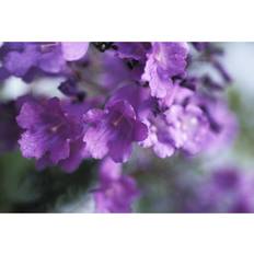 Purple Posters Jacaranda Fern Tree Soft Focus Purple Flowers Print 17 x 11 Poster