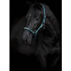 Horse Guard Sandra Grime Mørkeste Gran
