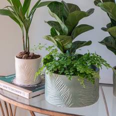 Ivyline Kew Stoneware Sago Palm Planter 16.5 x 16.5 x 18 cm