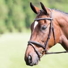 Equestrian Shires Avignon Padded Raised Flash Bridle - Havana