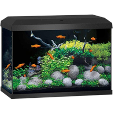 Juwel Akvarium - Fiskar & Reptiler Husdjur Juwel Akvarium Primo 70 61 x 31 x 44 cm