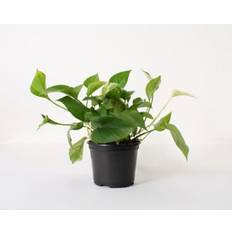 Plants National Plant Network Pothos Jade 4 in Set of 3