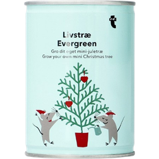 Kits de Plantas Flying Tiger Copenhagen Grow Your Own Christmas Tree