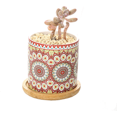 Pots, Plants & Cultivation HOD Garden Cute Mini Mandala Succulent Pot