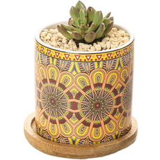 Pots, Plants & Cultivation HOD Garden Cute Mini Mandala Succulent Pot