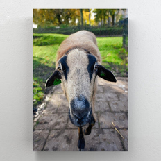 Interior Details Gracie Oaks Brown and Black Goat On Brick Pathway 14.0 H x 11.0 W in Brown/White Framed Art