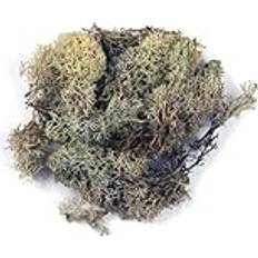Hobbymaterial Rayher Islandmoos Natur 1 kg Konserverad