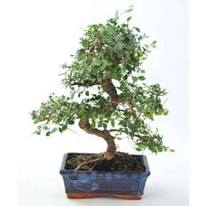 Plantas Bonsai Zelkova