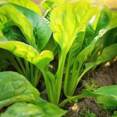 Bland Selv Frø Perpetual Spinach Evighedsspinat Grøntsagsfrø