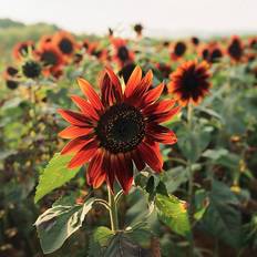 Solsikkefrø Bland Selv Frø Velvet Queen Solsikkefrø Blomsterfrø