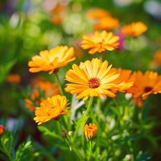 Bland Selv Frø Havemorgenfrue Blomsterfrø