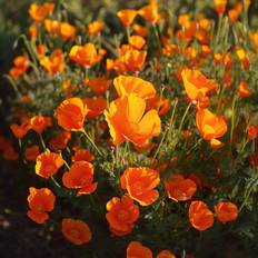 Bland Selv Frø Californisk Valmuefrø Blomsterfrø