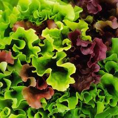 Bland Selv Frø Mesclun Salat Grøntsagsfrø