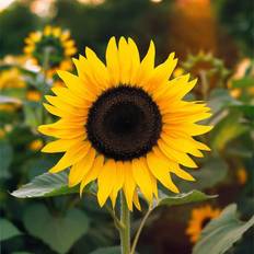 Solsikkefrø Bland Selv Frø Solsikkefrø Blomsterfrø
