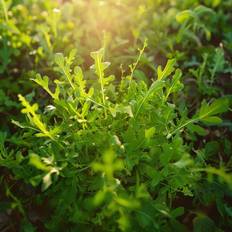 Bland Selv Frø Esmee Rucola Grøntsagsfrø