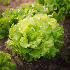Bland Selv Frø Blonde de Paris Salat Grøntsagsfrø