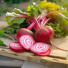 Rødbede frø Bland Selv Frø Chioggia Rødbede Grøntsagsfrø