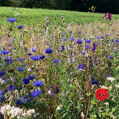 Bee Mix Blomsterblanding 1m²