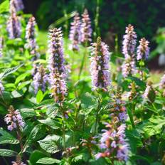 Bland Selv Frø Anise Hyssop Indianermynte Blomsterfrø