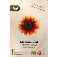 Solsikke frø Bland Selv Frø Helianthus Annuus Solsikke Blomsterfrø