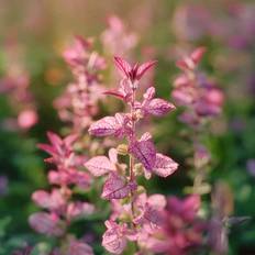 Bland Selv Frø Annual Clary Sage Salvia Viridis Blomsterfrø