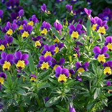 Bland Selv Frø Wild Pansy Stedmoderblomst Blomsterfrø